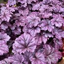 Heuchera Wildberry - image 1