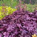 Heuchera Wildberry - image 2