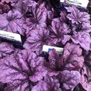 Heuchera Wildberry
