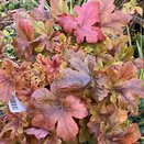 Heucherella Hopscotch 3 litre pot