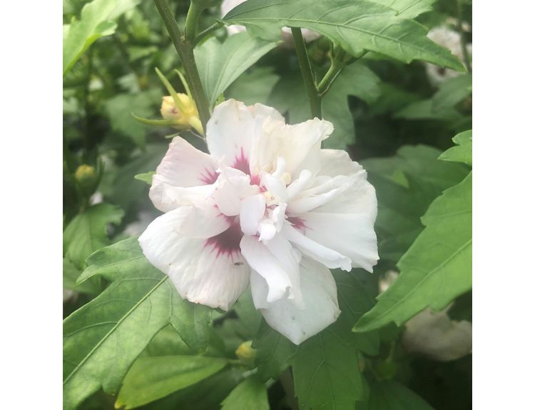 Hibiscus syr. Speciosus