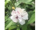 Hibiscus syr. Speciosus