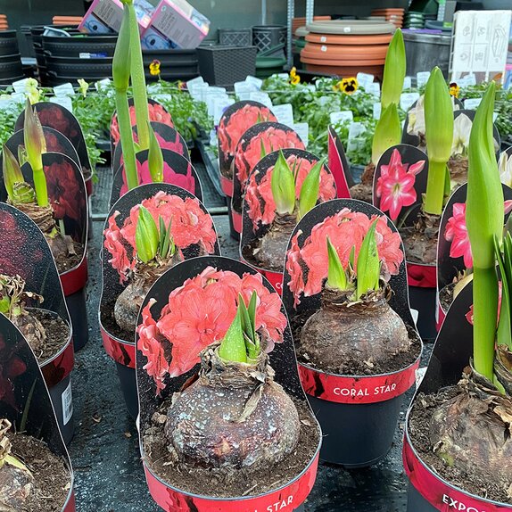 Hippeastrum 'Coral Star' 
