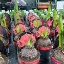 Hippeastrum 'Coral Star' 