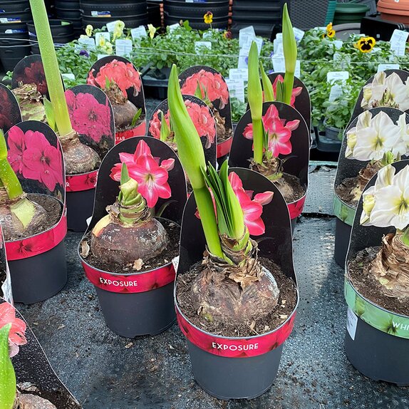 Hippeastrum Exposure