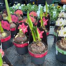 Hippeastrum Exposure