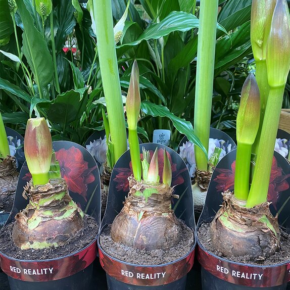 Hippeastrum  'Red Reality'