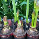 Hippeastrum  'Red Reality'