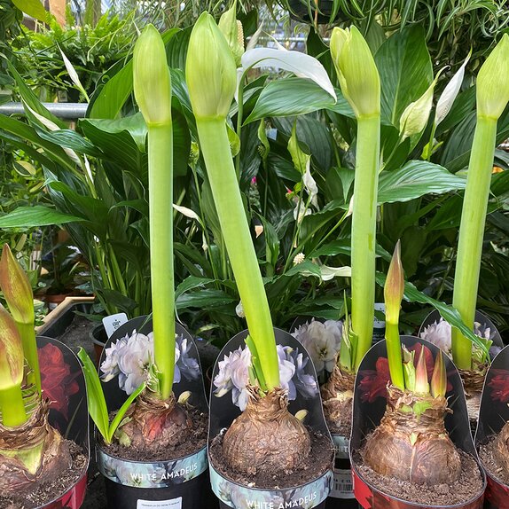 Hippeastrum 'White Amadeus' 