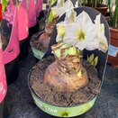 Hippeastrum 'White Star'