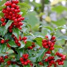 Holly Ilex v. Blue Maid - image 1