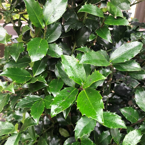 Holly Ilex v. Blue Maid - image 2