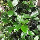 Holly Ilex v. Blue Maid - image 2