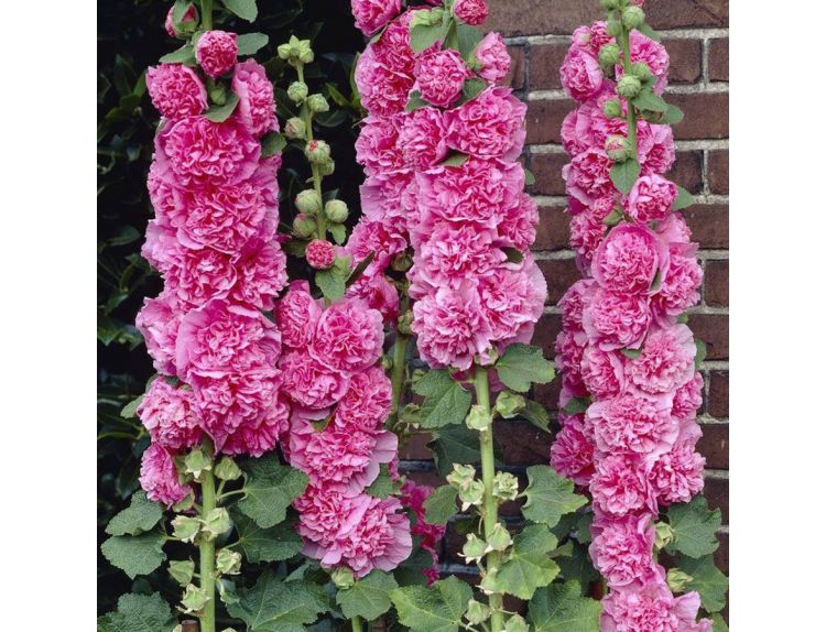 Hollyhock Double Pink 1 litre pot