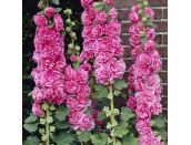 Hollyhock Double Pink 1 litre pot