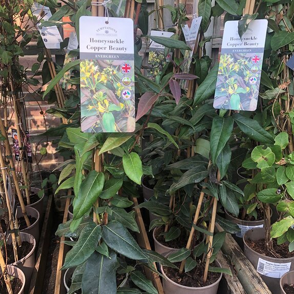 Honeysuckle Lonicera henryi Copper Beauty 3 litre pot