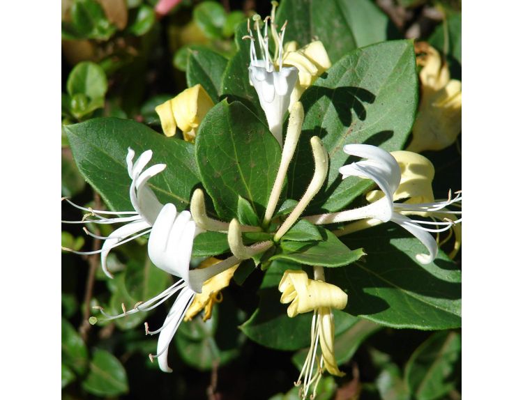Honeysuckle Lonicera japonica Halliana - image 2