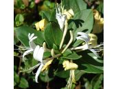 Honeysuckle Lonicera japonica Halliana - image 2