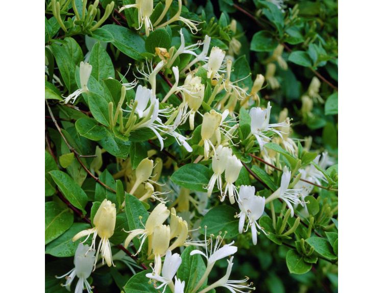 Honeysuckle Lonicera japonica Halliana - image 1