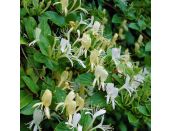 Honeysuckle Lonicera japonica Halliana - image 1