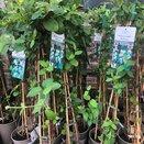Honeysuckle Lonicera japonica Halliana 3 litre pot