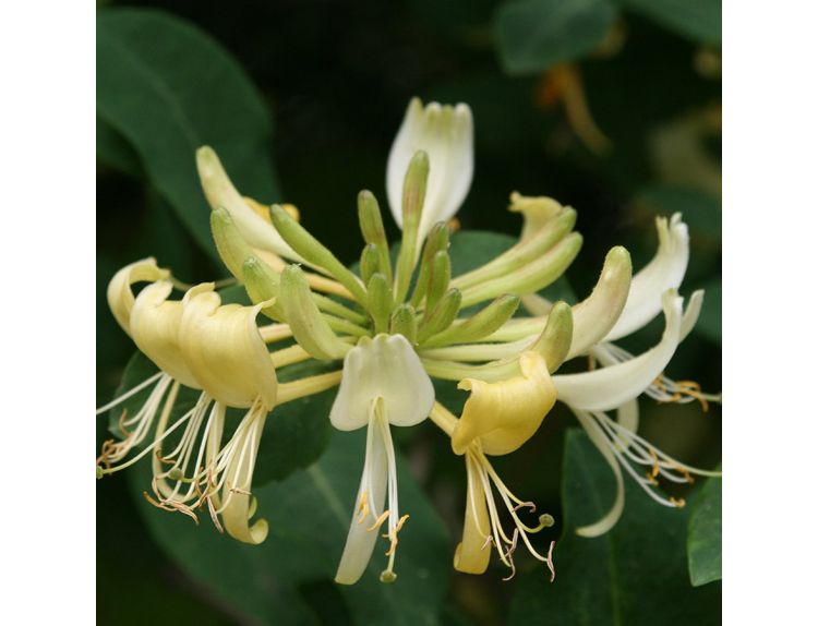 Honeysuckle Lonicera Periclymenum Graham Thomas - image 2