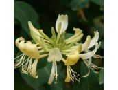 Honeysuckle Lonicera Periclymenum Graham Thomas - image 2