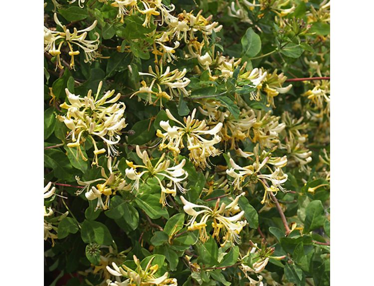 Honeysuckle Lonicera Periclymenum Graham Thomas - image 1