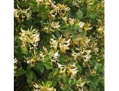 Honeysuckle Lonicera Periclymenum Graham Thomas - image 1