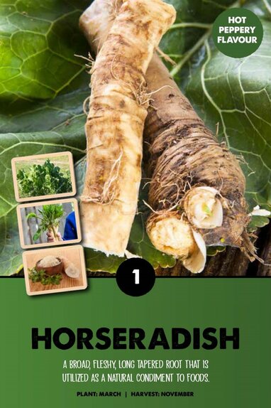 Horseradish ArmorIcia Rusticana