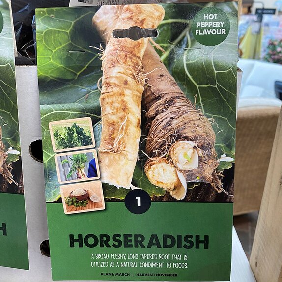 Horseradish ArmorIcia Rusticana