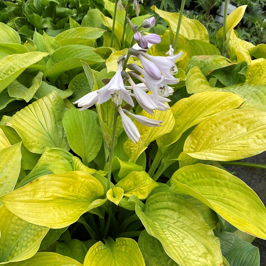 Hosta Fourteen Carats Knights Garden Centres