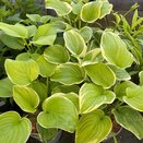 Hosta Frozen Margarita