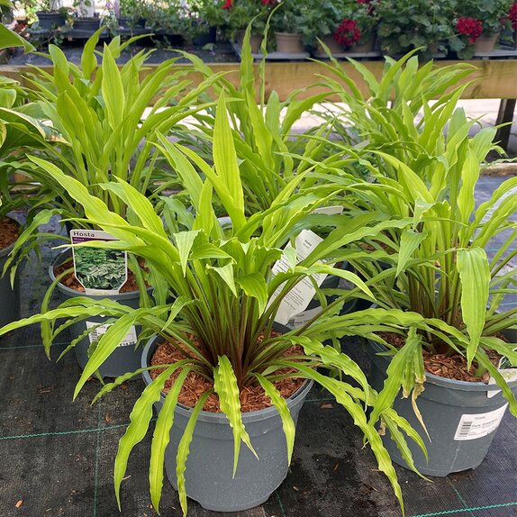 Hosta Party Streamers