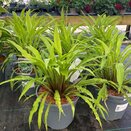 Hosta Party Streamers