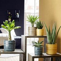 Houseplant Accessories