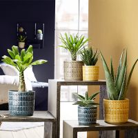 Houseplant Pots & Watering Cans