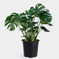 Houseplants