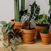 Houseplants
