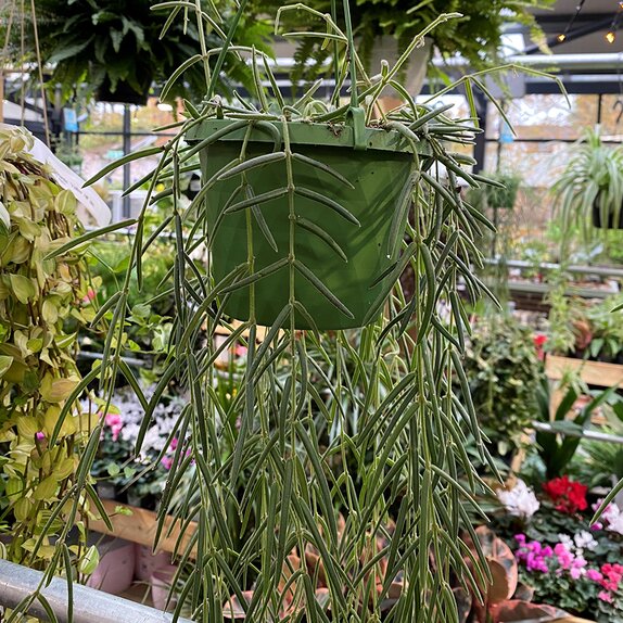 Hoya linearis hanging pot