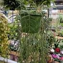 Hoya linearis hanging pot