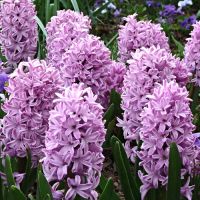 Hyacinth