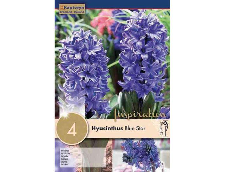 Hyacinth Blue Star