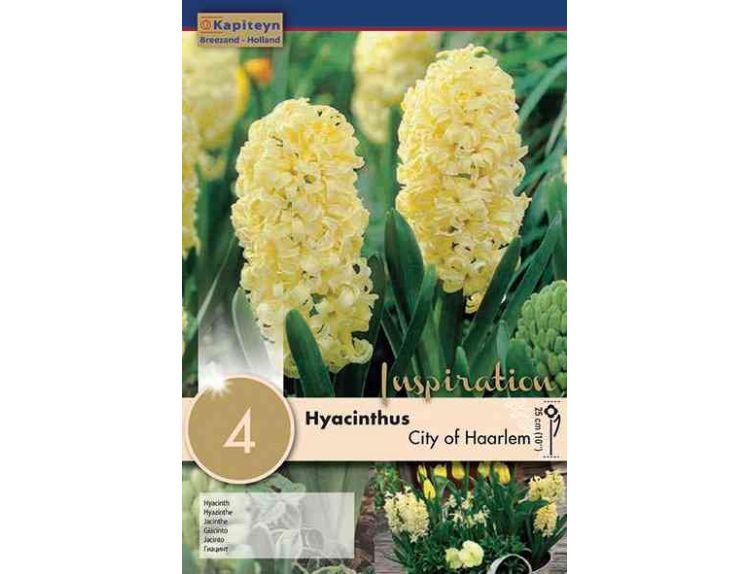 Hyacinth City of Haarlem