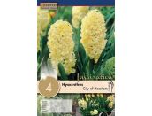 Hyacinth City of Haarlem