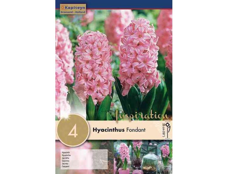 Hyacinth Fondant