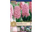 Hyacinth Fondant