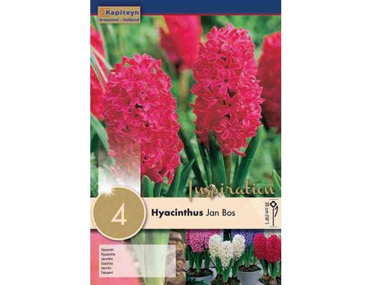 Hyacinth Jan Bos