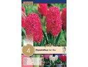 Hyacinth Jan Bos