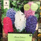 Hyacinth Mixed Colours Great Value Pack